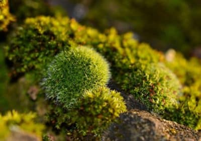 De la mousse et des lichens sur la toiture